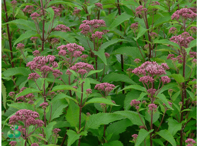 Eupatorium maculatum   'Red Dwarf'